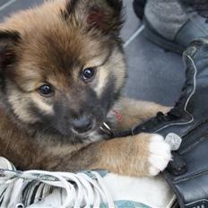 Islandsk fårehund Ronja