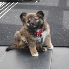 Islandsk fårehund Ronja