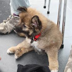 Islandsk fårehund Ronja