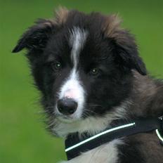 Border collie 'Joker'