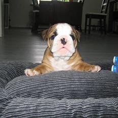 Engelsk bulldog Søren Brun