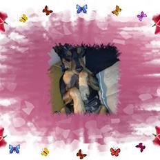 Dvaergpinscher Damgaards Licky Lady