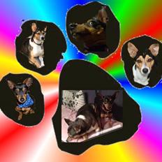 Dvaergpinscher Damgaards Licky Lady