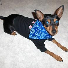 Dvaergpinscher Damgaards Licky Lady