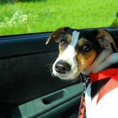 Dansk svensk gaardhund Lady