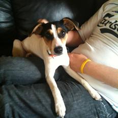 Dansk svensk gaardhund Lady