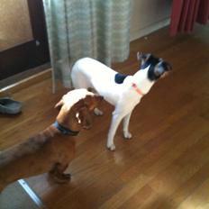 Dansk svensk gaardhund Lady