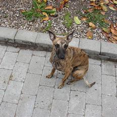 Whippet Miskha