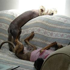 Whippet Miskha
