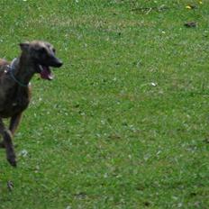 Whippet Miskha