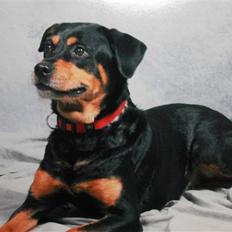 Rottweiler bonnie