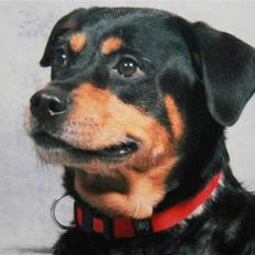 Rottweiler bonnie