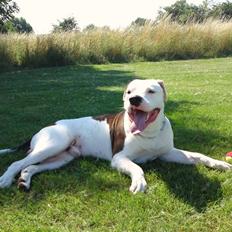 Amerikansk bulldog Chico