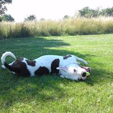 Amerikansk bulldog Chico