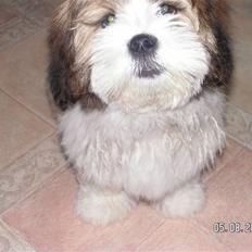 Blanding af racer Teddy