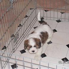 Blanding af racer Teddy