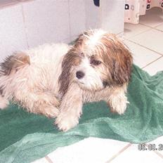 Blanding af racer Teddy