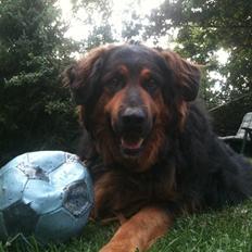 Blanding af racer "Ricko" *RIP*