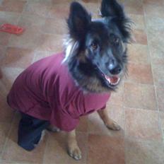 Blanding af racer Balou