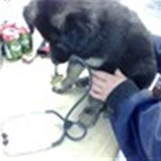 Blanding af racer Balou