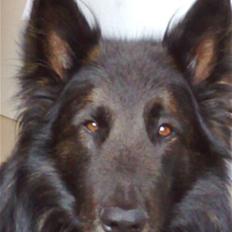 Blanding af racer Balou