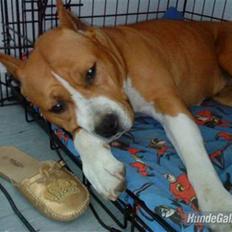 Amerikansk staffordshire terrier MADI Remi-Luka *Jasmin* ( solgt)