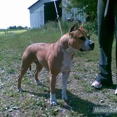 Amerikansk staffordshire terrier MADI Remi-Luka *Jasmin* ( solgt)