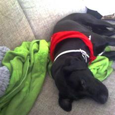 Blanding af racer Tippi