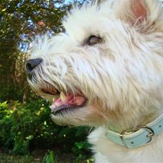 West highland white terrier Sascha