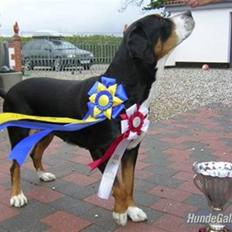 Grosser schweizer sennenhund von pedersen's angelika