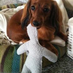 Miniature gravhund Dolly