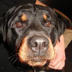 Rottweiler Fighter