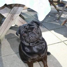 Mops Verner