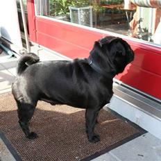 Mops Verner