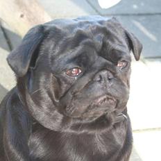 Mops Verner