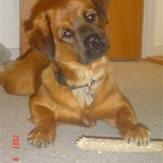 Blanding af racer Basse Ib