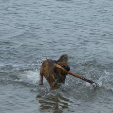 Blanding af racer Basse Ib