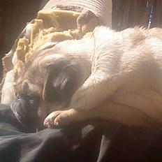 Mops Sonne