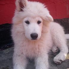 Samojedhund Chiko R.I.P