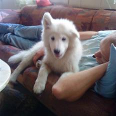 Samojedhund Chiko R.I.P