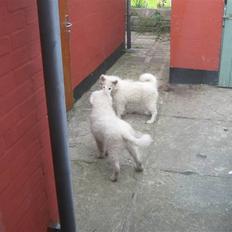 Samojedhund Chiko R.I.P