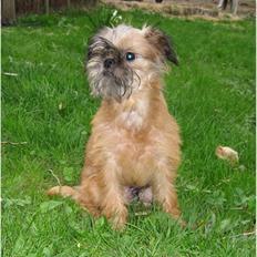 Griffon bruxellois Emil