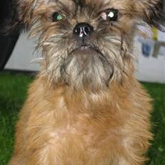 Griffon bruxellois Emil