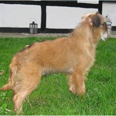 Griffon bruxellois Emil