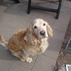 Cocker spaniel Rolighedens buller  Himmelhund 2011