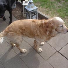 Cocker spaniel Rolighedens buller  Himmelhund 2011