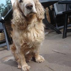 Cocker spaniel Rolighedens buller  Himmelhund 2011