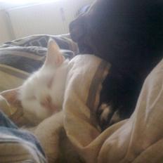 Amerikansk staffordshire terrier Tea