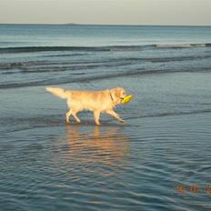 Golden retriever Anton