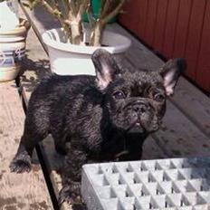 Fransk bulldog Bastian